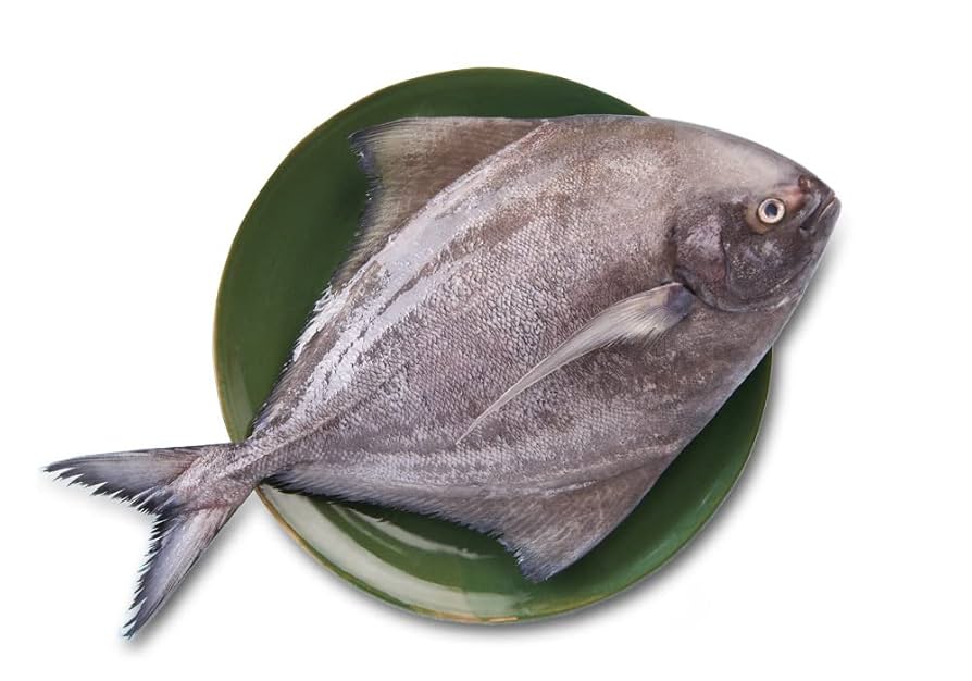 Balck Pomfret / ആവോലി (1KG)